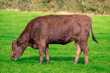 Cows standing in field, portrait