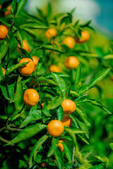 trees with citrus fruits before harvest.  Ripe tangerines on tree