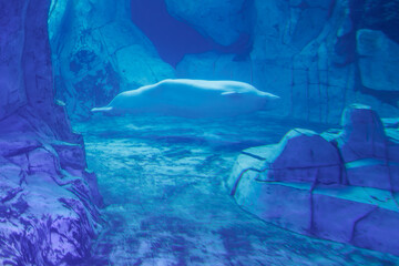 The Beluga Whale, White Whale or Delphinapterus leucas is an Arctic and sub-Arctic Cetacean in the...