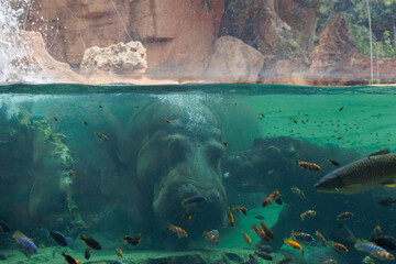 Fishes and Two Hippos inside a Big Blue Aquarium Tank