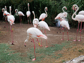 Group of Beautiful Flamingos, a type of Wading Bird in the Family Phoenicopteridae in a Natural Area