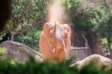 Elephant in its Natural Environment That lifts and Sprays the Ground with its Proboscis