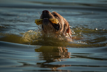 Beautiful thoroughbred labrador retriever plays in the river in summer.