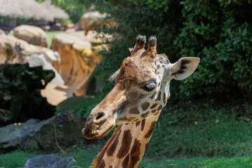 Giraffe's Face Seen up Close, in its Natural Environment