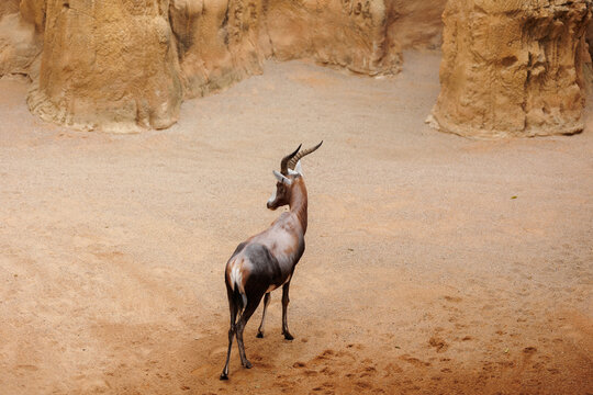 The Blesbok or Blesbuck, Damaliscus Pygargus Phillipsi, a Subspecies of the Bontebok Antelope