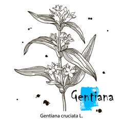 Gentian, medicinal plant. Hand drawn botanical vector illustration