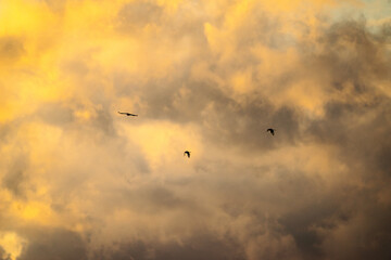 birds in the sky at sunset