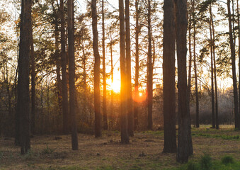 Fototapeta premium sunset behind coniferous trees in the park