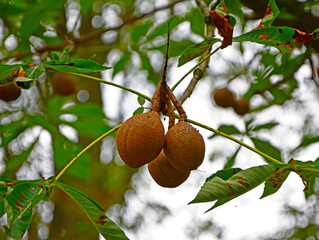 owoce kasztanowca japońskiego, kasztanowiec japoński, (Aesculus turbinata), Japanese chestnut fruit,Japanese horse-chestnut

 - obrazy, fototapety, plakaty