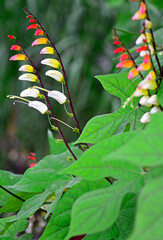 Wilec klapowany (Ipomoea lobata), kolorowe kwiaty wilca,  fire vine or Spanish flag, Mina Lobata, Fire vine flowers