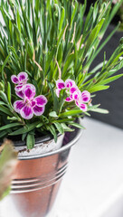 Pink buds of Turkish carnation in a metal pot on a windowsill.