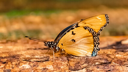Hypolimnas misippus, Danaid eggfly butterfly, on a sunny summer day