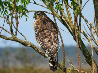 Juvenile red shouldered hawk in the Lake Apopka Wildlife Reguge