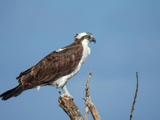 An osprey perched on a stump near Lake Apopka