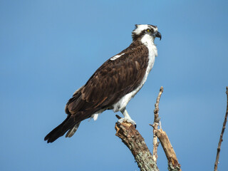 An osprey perched on a stump near Lake Apopka