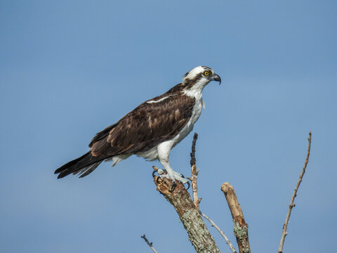 An osprey perched on a stump near Lake Apopka
