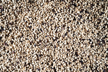 Coffee grain