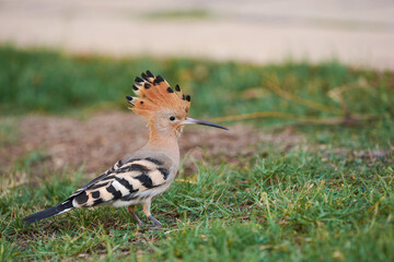 Hoopoe on green grass under sunlight in Egypt