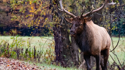 Large Bull Elk Watching Over His Harem During the Autumn Rut