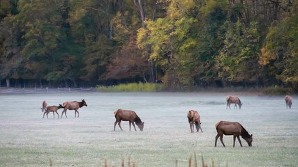 Herd of Elk Grazing on a Cold Frosty Morning