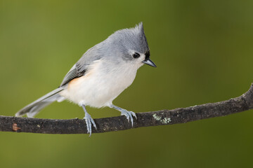 Tufted Titmouse Perched on a Slender Tree Branch