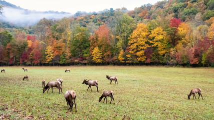 Herd of Elk Grazing Quietly on a Beautiful Autumn Morning