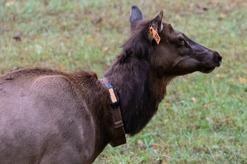 Identification Tags and Monitoring Transmitters Worn by an Elk in the Wild