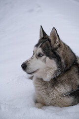 Siberian husky lie in snow and look forward for new adventures