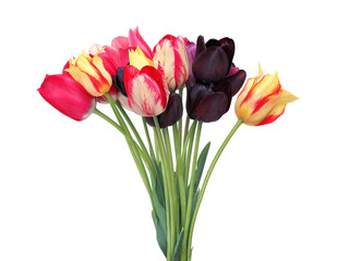 Colorful spring tulip flowers isolated on white
