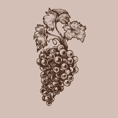 Grape branch vintage drawing. Ripe wineberry etching, retro graphic vector line art.