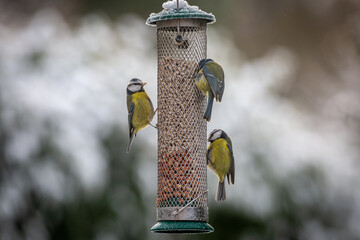 Blue tits perched on a bird feeder on a snowy Decmber day