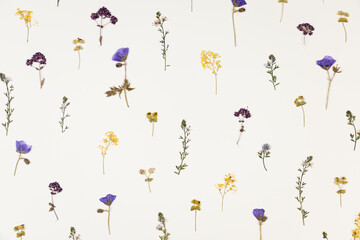 Pattern of pressed dried flowers of field plants. Mockup for greeting card, wedding invitation.Design for printing on fabric, wrapping paper.