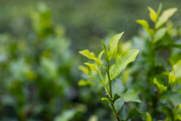Green tea tree plant field