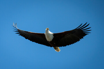African fish eagle glides in blue sky