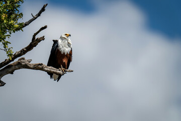 African fish eagle on branch in sunshine