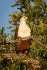 African fish eagle on branch turns head