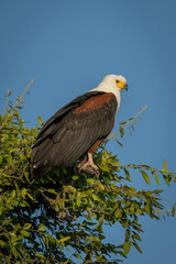 African fish eagle watches camera from tree