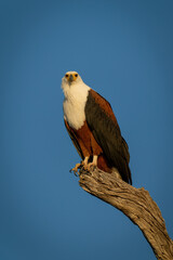 African fish eagle on branch facing camera