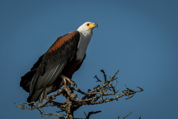 African fish eagle on tree in sunshine