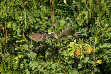 African grey hornbill taking off from bush