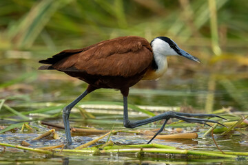 African jacana walking across water lifting foot