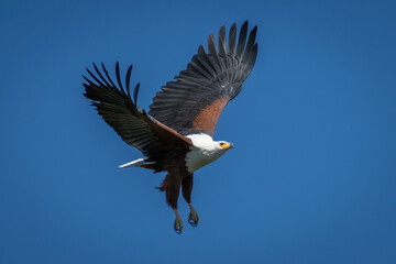 African fish eagle with catchlight flaps wings
