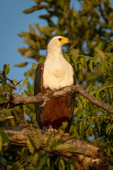 African fish eagle turning head on branch