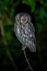 African scops owl on branch staring down