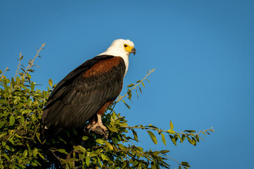 African fish eagle watching camera from tree