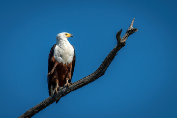 African fish eagle in sunshine on branch