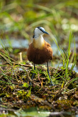 African jacana watches camera in backlit grass