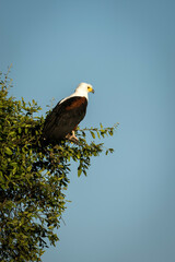 African fish eagle looks down from branches