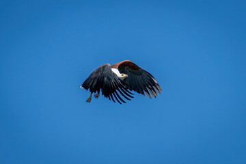 African fish eagle flying under blue sky