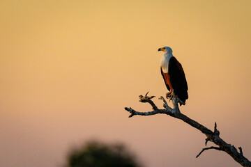 African fish eagle on branch at dusk